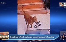 โพสต์ตามหาหัวขโมยตัวแสบ แอบมาคาบรองเท้าวันละข้าง