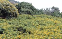 ชมทุ่งดอกบัวตองบานสะพรั่งที่ จ.เชียงราย