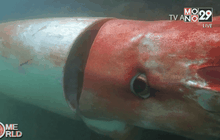 พบ “หมึกกล้วยยักษ์” ปรากฏตัวใกล้ชายฝั่งญี่ปุ่น