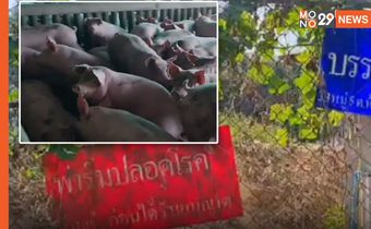 เจ้าของฟาร์มหมูระยองยอมรับ เข้าใจผิดกรณี ขายหมูไม่ออก แม้ขายในราคาถูก