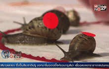 แข่งขันหอยทากชิงแชมป์โลกในอังกฤษ