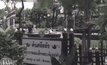 ศิริราช-กรมป่าไม้ ยัน “ต้นศรีตรัง” ทรงปลูก ไม่ตาย