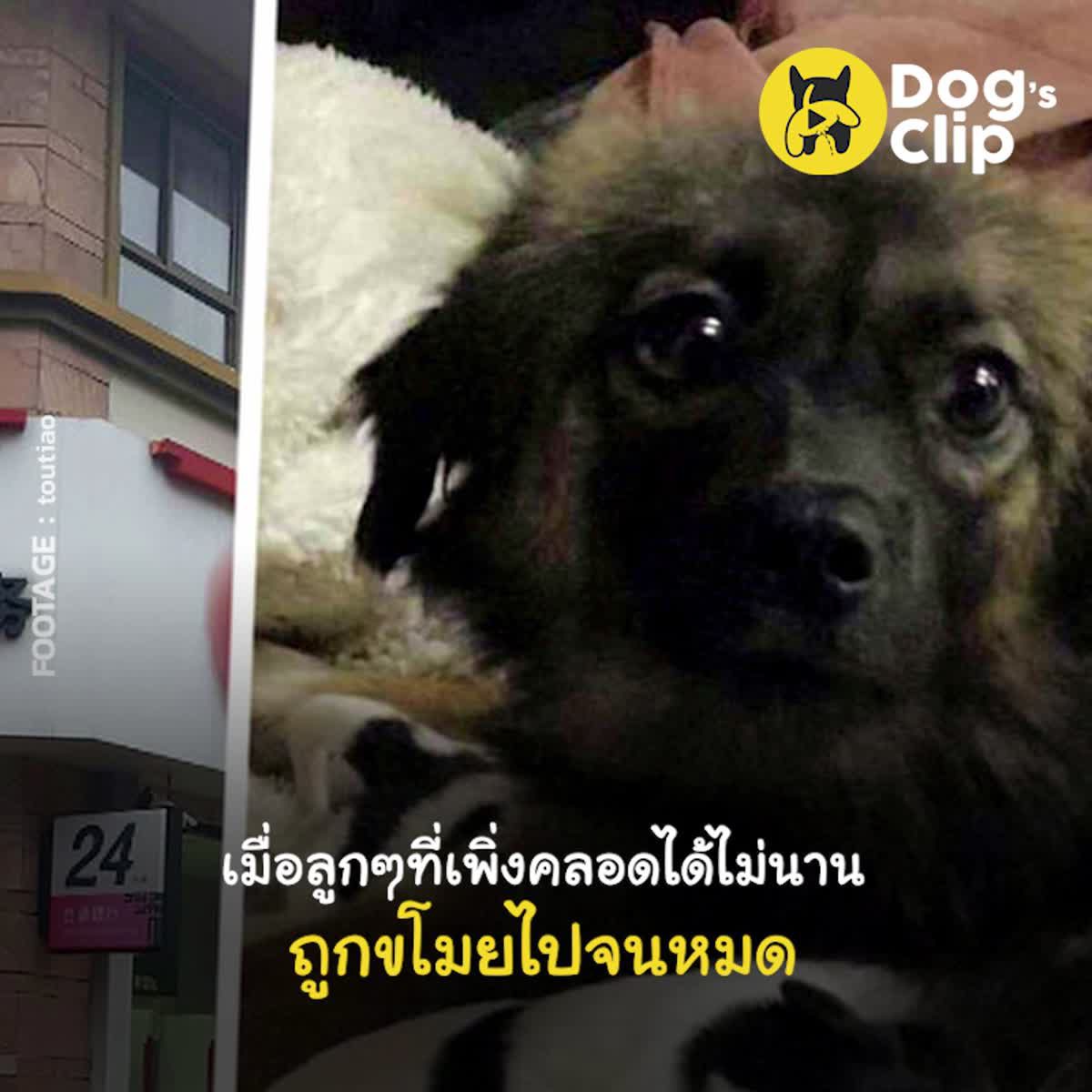 แม่หมาจรจัดนอนร้องไห้กินไม่ได้นอนไม่หลับ เมื่อลูกๆที่เพิ่งคลอดได้ไม่นานถูกขโมยไปจนหมด