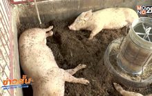 พบโรคพิษสุนัขบ้าระบาดไปยังหมู จ.นครราชสีมา