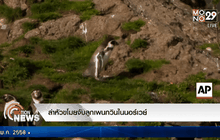 ล่าหัวขโมยจับลูกเพนกวินในนอร์เวย์