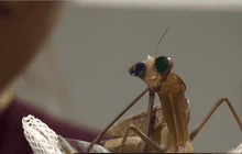 แว่นตา 3 มิติเพื่อตั๊กแตนตำข้าว