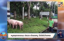 หมูหลุดกลางถนน ตำรวจ-เจ้าของหมู วิ่งไล่จับโกลาหล