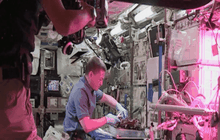 ผักต้นแรกที่ปลูกบนสถานีอวกาศ ISS