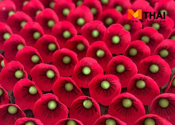 ที่มาของ ดอกป๊อปปี้ วันทหารผ่านศึก ความงามบนหลุมศพทหารกล้า