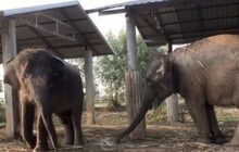 ชาวสุรินทร์พาช้าง 4 เชือก หนีโควิด-19 กลับบ้านเกิด