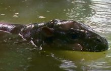 Wild Moment – Dangerous 1