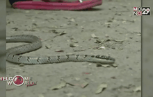 ชาวบ้านในอินเดียแตกตื่นพบ “งูบินได้”