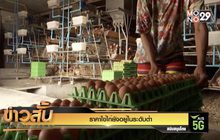 ราคาไข่ไก่ยังอยู่ในระดับต่ำ
