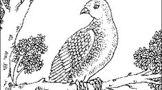 นิทานชาดก ตอน ติติรชาดก