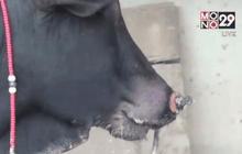 โรคปากเท้าเปื่อยในสัตว์ระบาดใน จ.พัทลุง