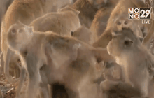 ย้ายลิงแสมออกจากชุมชนเขตบางขุนเทียน