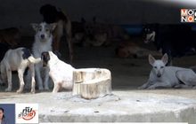 กทม.เร่งแก้ปัญหาสุนัขจรจัด