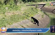 เร่งล่าหมีหมา ทำร้ายเจ้าหน้าที่อุทยานฯ บาดเจ็บ