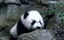 สวนสัตว์ในวอชิงตันเปิดตัวลูกแพนด้า