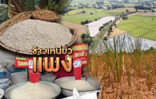ข้าวเหนียวแพง 26-08-62