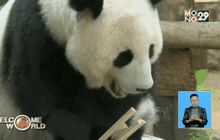 โครงการอาสาสมัครดูแลแพนด้าในมาเลเซีย