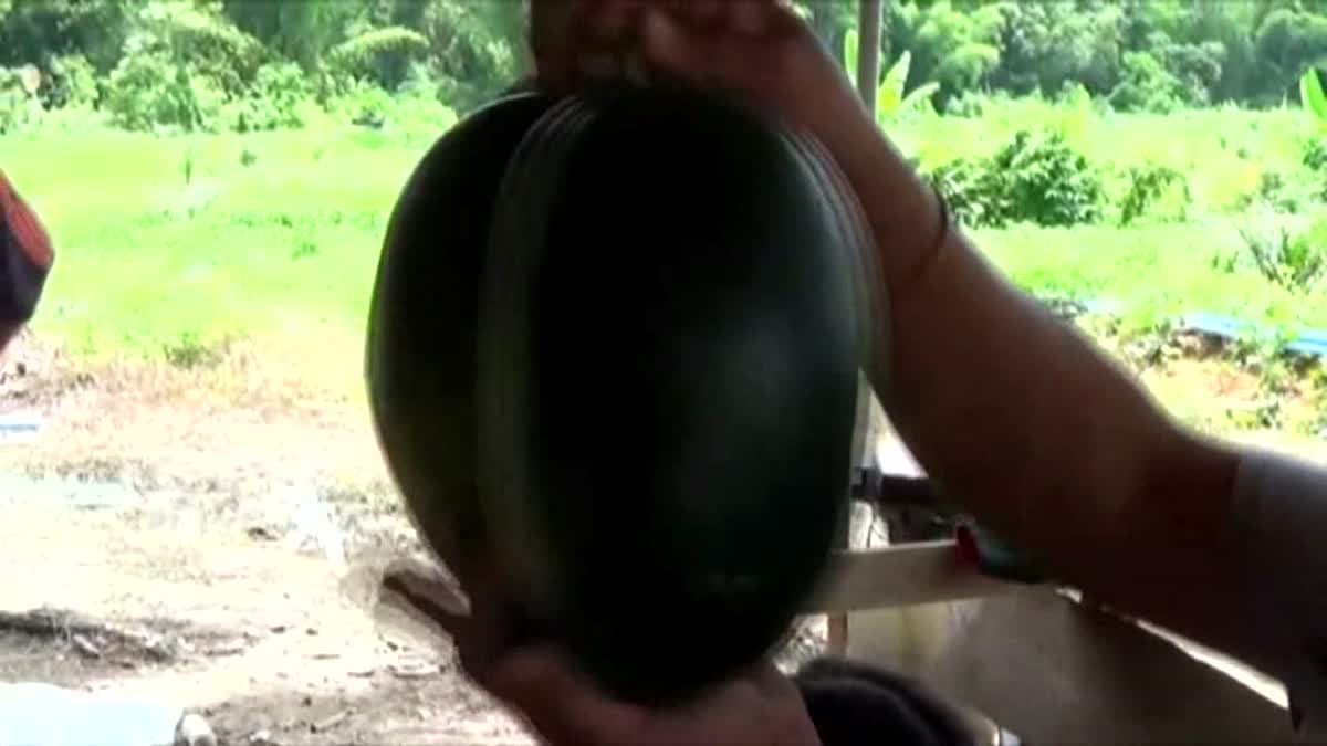 ชาวบ้านเมืองคอนฮือฮา! พบแตงโมตอปิโดแฝด คอหวยไม่พลาดแห่แทงเลขเด็ด