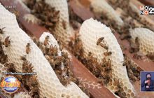 ประชากรผึ้งหายจากโลก 90%