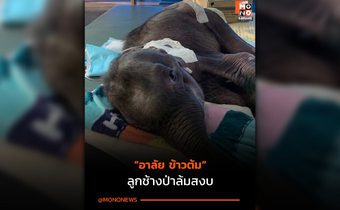 ยื้อไม่ไหว ‘น้องข้าวต้ม’ ลูกช้างป่าวัย 3 เดือน กลับดาวช้างแล้วหลังตับวายเฉียบพลัน