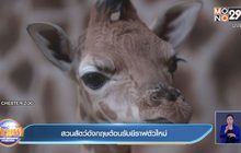 คลิป ยีราฟในสวนสัตว์ อังกฤษ ตกลูกตัวใหม่