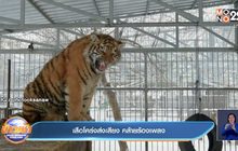 คลิป เสือโคร่งส่งเสียง คล้ายร้องเพลง