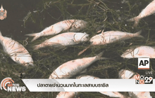 ปลาตายจำนวนมากในทะเลสาบบราซิล