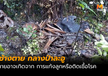 พบช้างตายในพื้นที่ติดกับป่าละอูบน คาดอาจเกิดจากการแท้งลูก