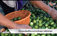 ประชาชนนิยมซื้อมะนาวจากกัมพูชา หลังราคาถูก