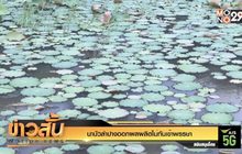 นาบัวลำปางออกผลผลิตไม่ทันเข้าพรรษา