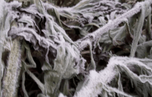 บ้านใหม่ร่องกล้า อุณหภูมิลบ 2 องศาฯ