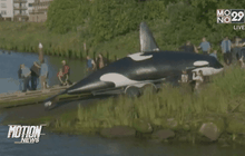 สหรัฐฯ ปล่อยวาฬปลอม หวังไล่สิงโตทะเล