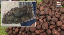 คึกคักรับฤดูฝน! ตลาดขอนแก่น “อึ่งไข่-เห็ดเผาะ” ราคาพุ่ง ชาวบ้านแห่ซื้อแน่น