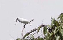 “นกเบลเบิร์ด” นกเสียงดังที่สุดในโลก