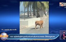 ผวา สุนัขพันธุ์พิทบูลเดินเพ่นพ่านริมหาดบางแสน ชี้ผิดกฎหมาย