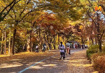 ใบไม้เปลี่ยนสี ที่ Seoul Grand Park