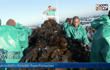 ประโยชน์จากสาหร่ายสีน้ำตาล