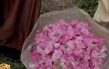 แหล่งผลิต “น้ำมันกุหลาบ” ในตลาดโลก