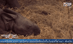Rare one-horned rhinoceros born at Belgian zoo