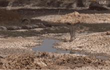 จ.สุรินทร์ ประกาศพื้นที่ภัยแล้ง 1 อำเภอ