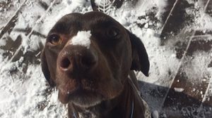 31 Photos of Animals Having Good Time in The Snow