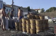 อาซาอิ ผลไม้มหัศจรรย์จากป่า Amazon