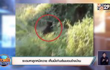 ระดมหาลูกหมีควาย เห็นนั่งกินต้นบอนข้างบ้าน