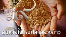 สารคดีเทิดพระเกียรติฯ ชุดตามรอยก้าวพระบาท ตอนที่ 5 “ลมหายใจใหม่ปลายรวงข้าว”