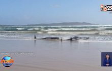 เร่งช่วยวาฬเกยตื้นกว่า 200 ตัวแถบชายฝั่งแทสเมเนีย