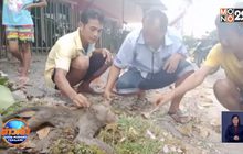 ช่วยชีวิตลิงแสมถูกไฟดูดตกจากเสาไฟสูง 10 เมตร